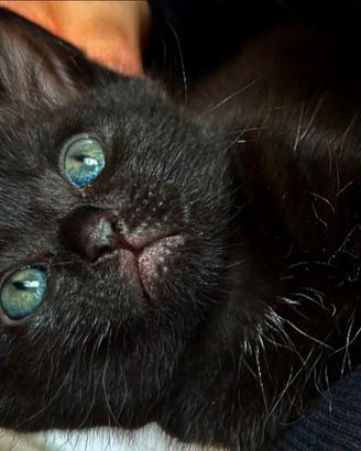 Gattini total neri mix