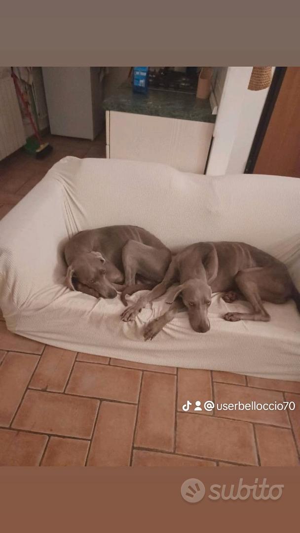 Coppia di weimaraner Animali In vendita a Arezzo