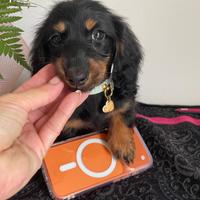 Bassotto pelo lungo pedigree enci