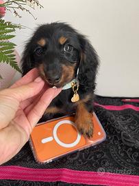 Bassotto pelo lungo pedigree enci