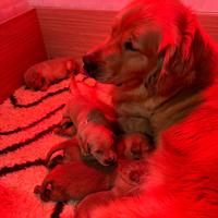 Golden Retriever Americani