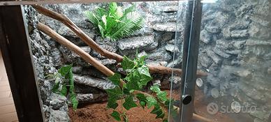 Teca artigianale per rettili