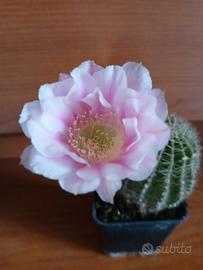 Lobivia fiore rosa striato.