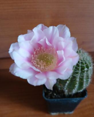 Lobivia fiore rosa striato.