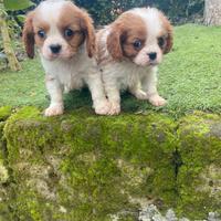 Cavalier King cuccioli