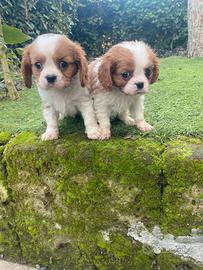 Cavalier King cuccioli