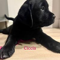 Splendide Cucciole di Labrador Puro Nero