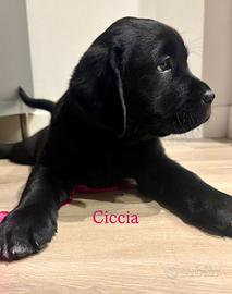 Splendide Cucciole di Labrador Nero