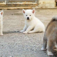 Akita inu cuccioli selezionati pedigree
