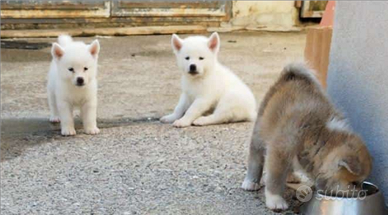 Akita inu cuccioli selezionati pedigree