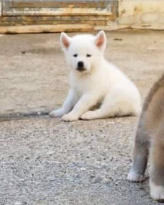 Akita inu cuccioli selezionati pedigree