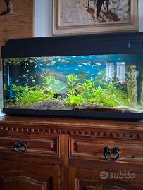 Acquario