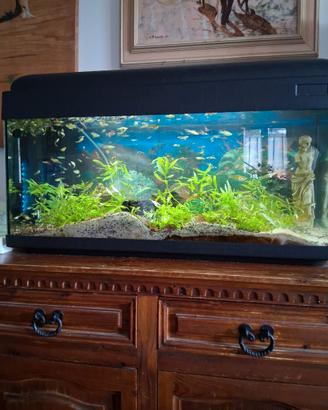 Acquario