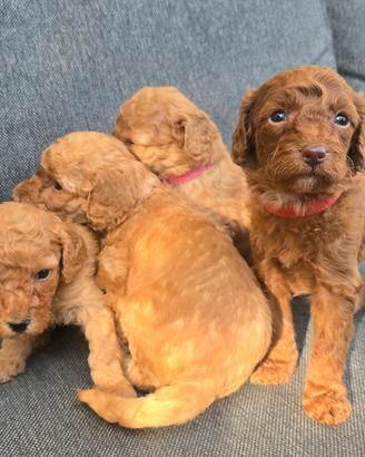 Cuccioli di barboncini toy