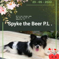 Chihuahua maschio x monte
