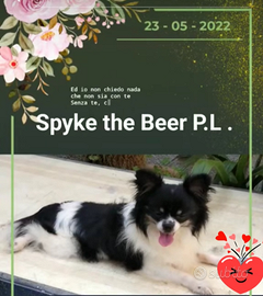 Chihuahua maschio x monte