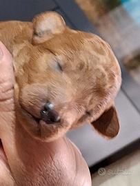 Disponibile cucciolo di Barboncino