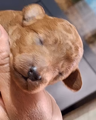 Disponibile cucciolo di Barboncino