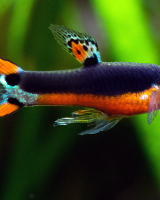 Pesci tropicali acquario Guppy Santa Maria