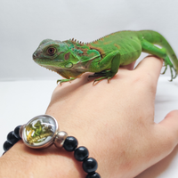 Iguana Iguana Verde Maschio 2025