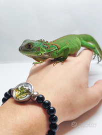 Iguana Iguana Verde Maschio 2025