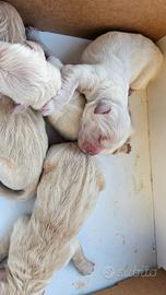 Cuccioli di Golden Retriver con pedigree