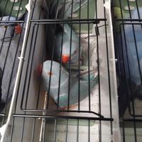 Parrochetto collare cleartail blu 2024