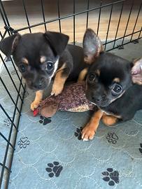 Chihuahua