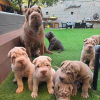 Sharpei (disponibili)