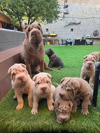 Sharpei (disponibili)