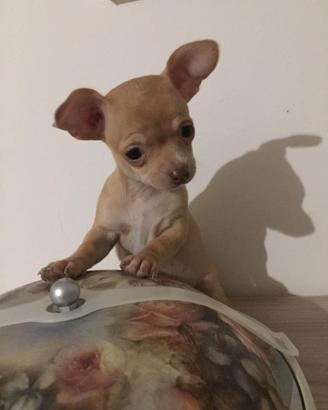 Femminucce Chihuahua toy