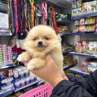 Spitz di Pomerania linea asiatica