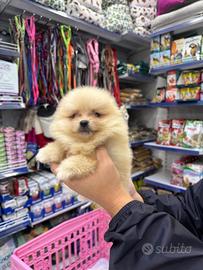 Spitz di Pomerania linea asiatica