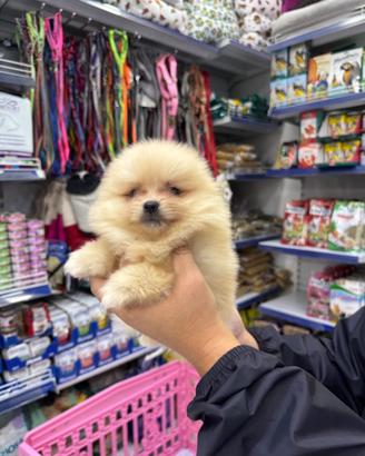 Spitz di Pomerania linea asiatica