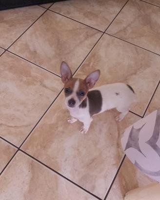 Chihuahua
