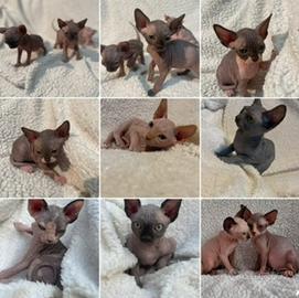 Sphynx