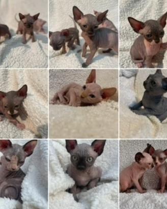 Sphynx