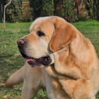 Labrador Retriever Maschio per M O N T A