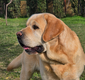 Labrador Retriever Maschio per M O N T A
