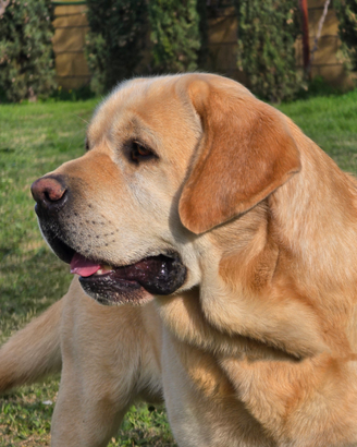 Labrador Retriever Maschio per M O N T A