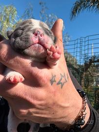 Bulldog francese