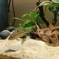 Ciclide americano Mesoheros festae