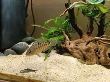 Ciclide americano Mesoheros festae