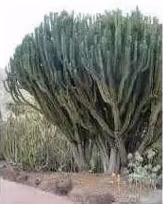 Piante grasse siciliane Euphorbia candelabrum