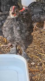 Galletto x gallina