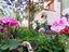 Immagine 4