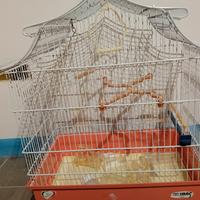 Gabbia per canarini 
