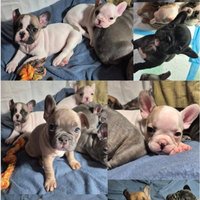 Cuccioli Bulldog Francese