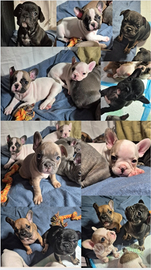 Cuccioli Bulldog Francese