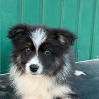 Border collie